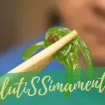 Alga Klamath, cos’è e come funziona