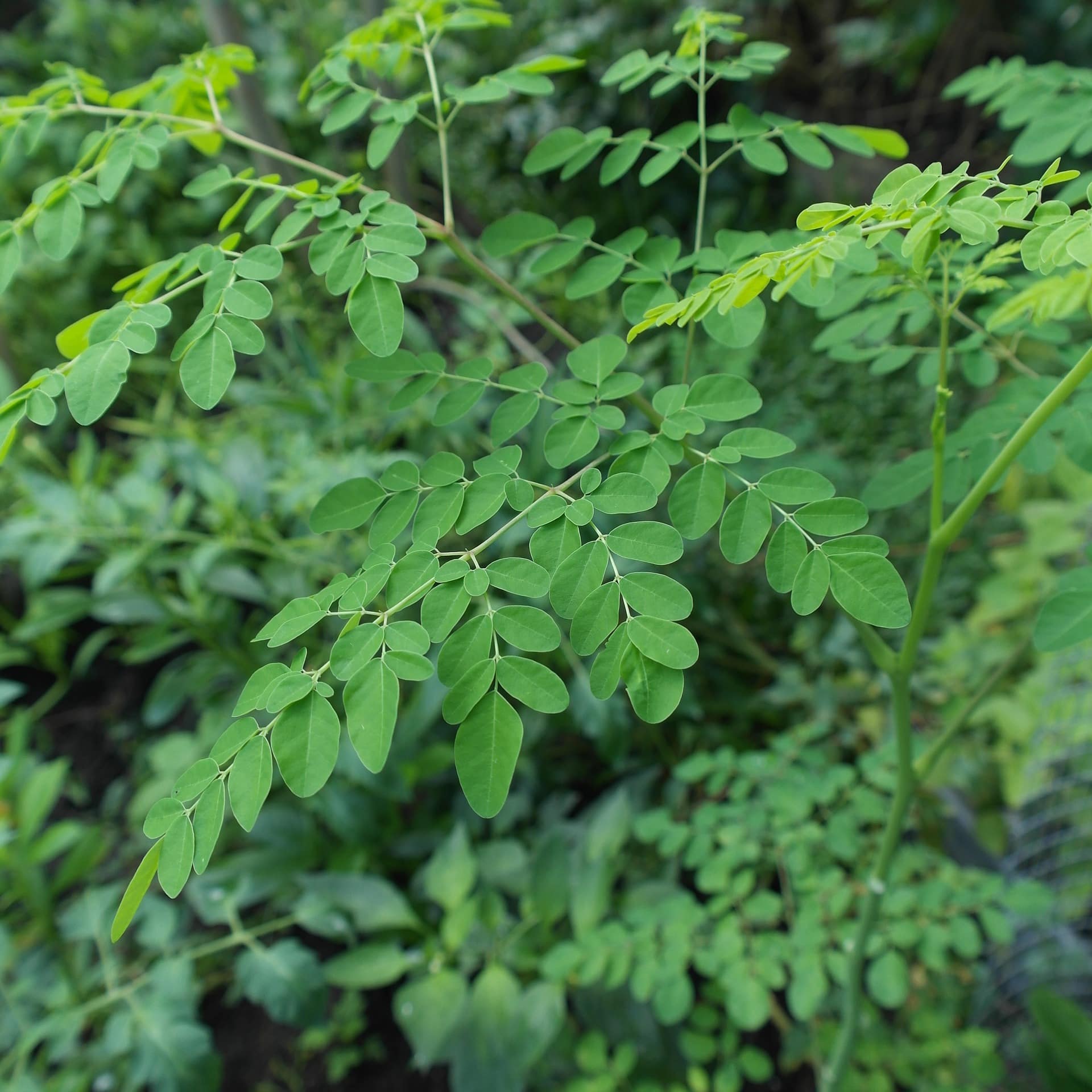 Pianta di Moringa: dove possiamo trovarla?