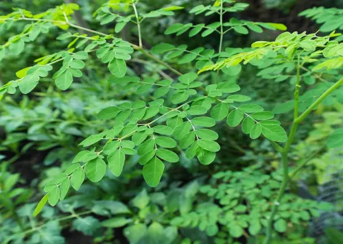 Moringa pianta: la coltivazione di un albero miracoloso
