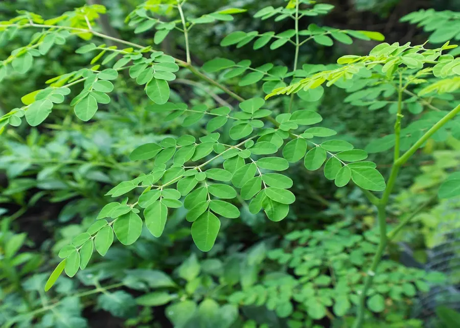 Moringa pianta: la coltivazione di un albero miracoloso