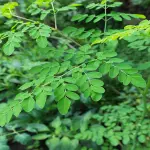 Moringa pianta: la coltivazione di un albero miracoloso