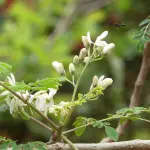 Moringa oleifera: dall'Himalaya alla nostra quotidianità
