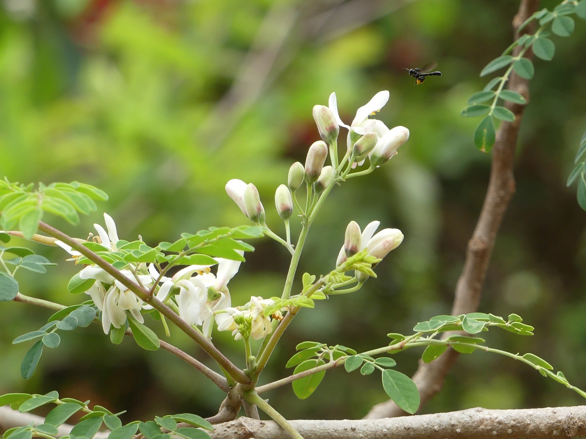Moringa oleifera: dall'Himalaya alla nostra quotidianità