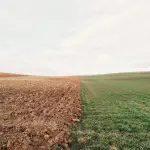 Moringa e coltivazione: 4 suggerimenti che vi aiuteranno