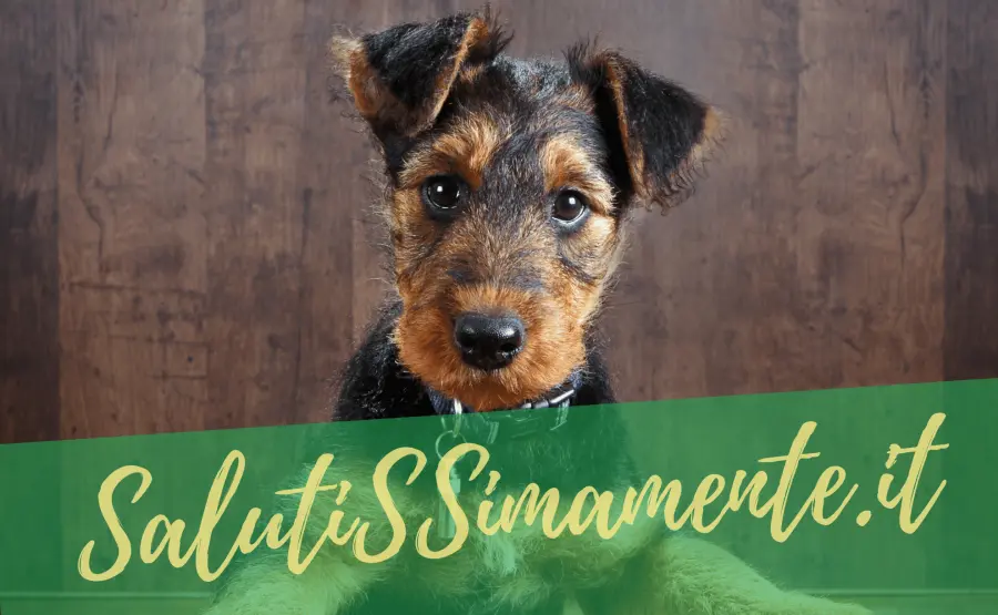 Vitamine per cani: quando è bene somministrarle?