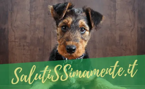 Vitamine per cani: quando è bene somministrarle?