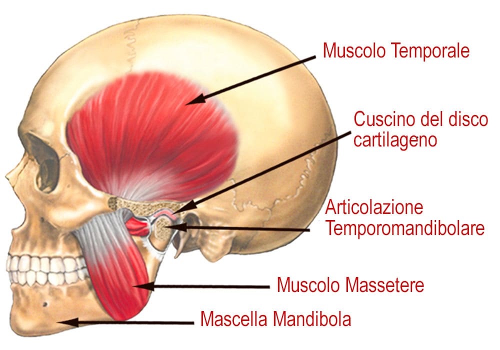 muscolo massetere